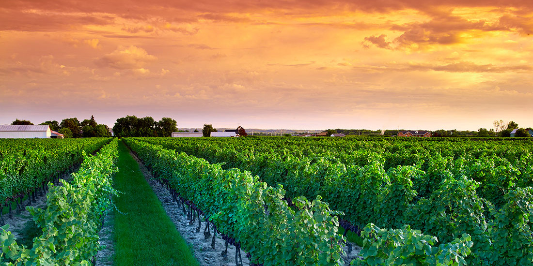 PondView at Bella Terra Vineyards - Wine Country Ontario