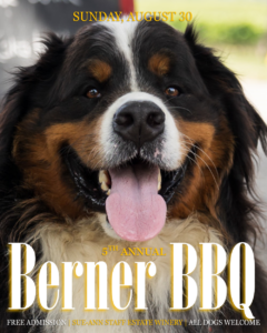 Bernese Mountain Dog Brix smiling at Sue-Ann Staff Estate Winery promoting the 5th Annual Berner BBQ in Niagara, Ontario.
